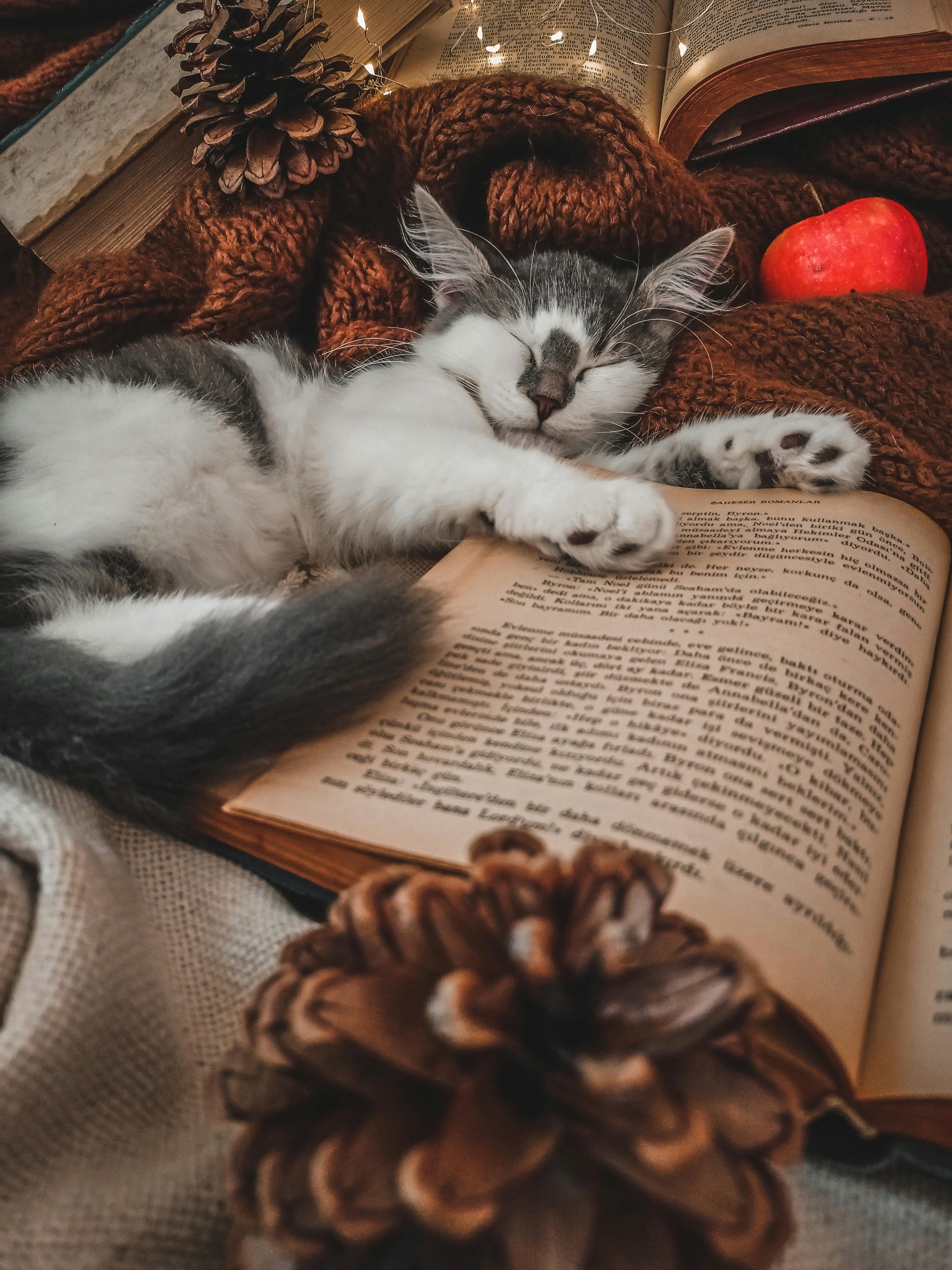 Gentle romance short stories book and cozy setting